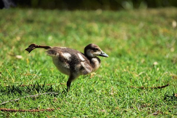 a duck on the grass stretches and stands on one leg