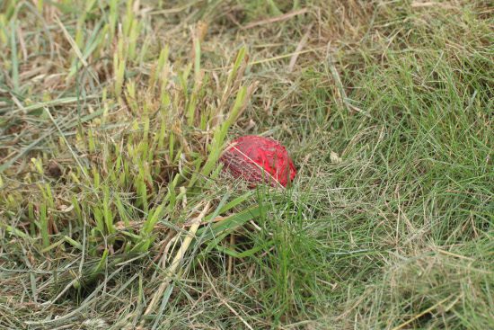 tired cricket ball