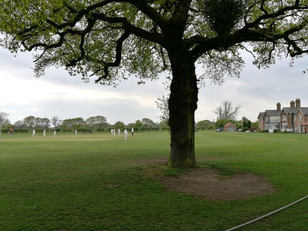 tree inside the boundary at clifton alliance cricket club