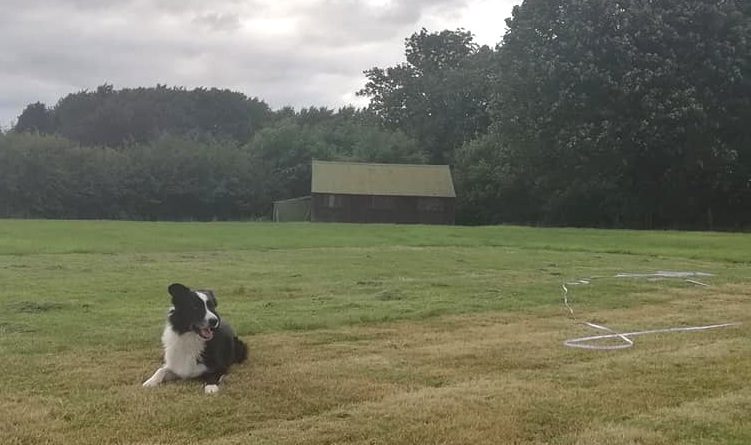 Lockton CC groundsman Jim's dog